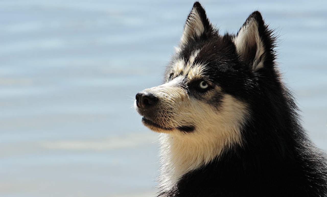 How to Teach Your Dog to Perform a Backflip